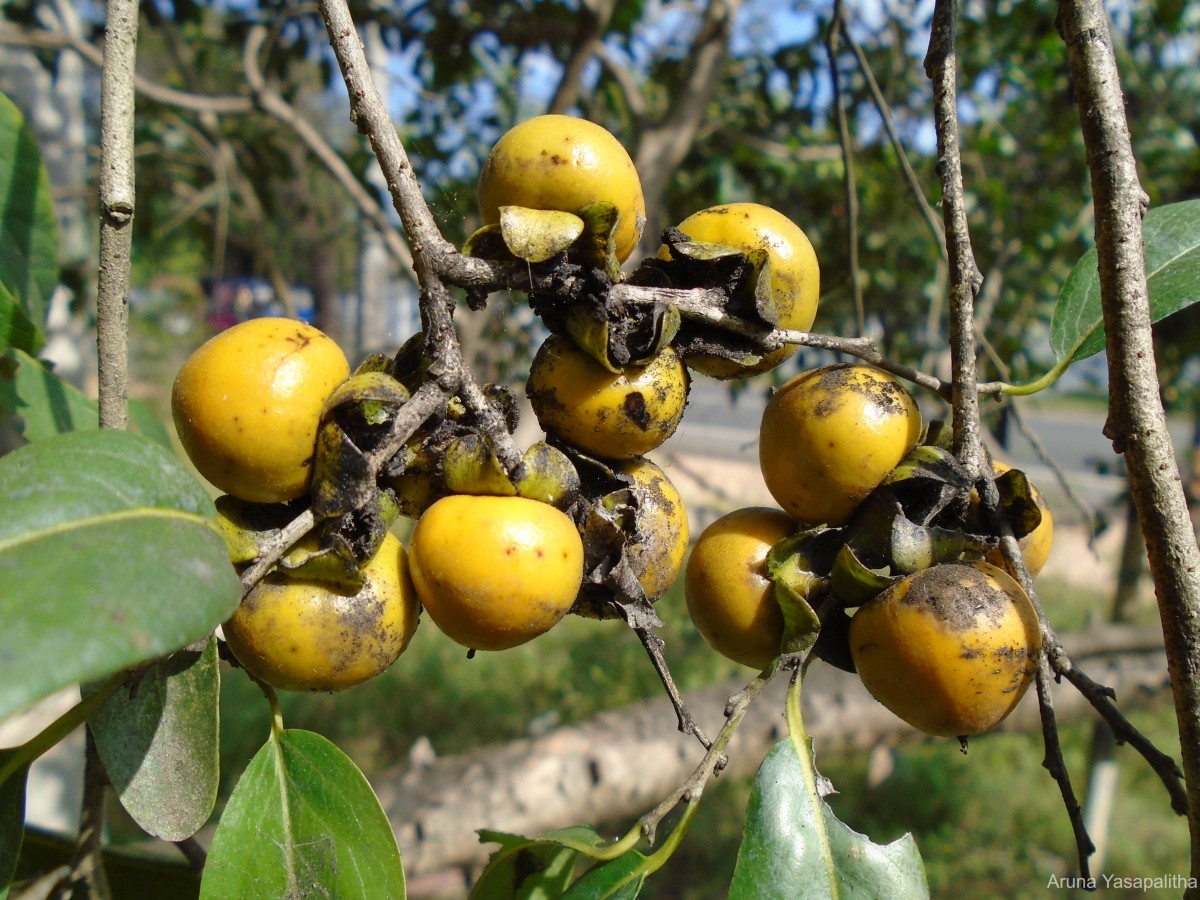 Diospyros montana Roxb.